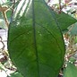 Hoya finlaysonii cv. Esta