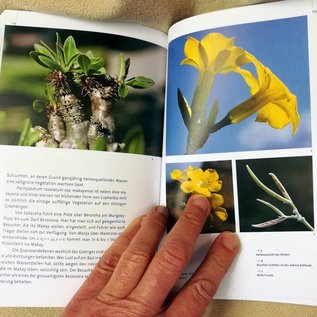 Pachypodium in Madagaskar Walter Röösli