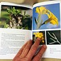 Pachypodium in Madagascar Walter Röösli