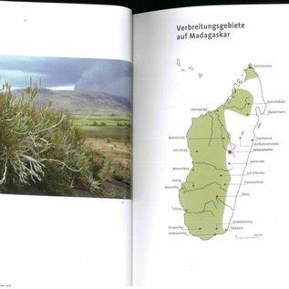 Pachypodium à Madagascar Walter Röösli