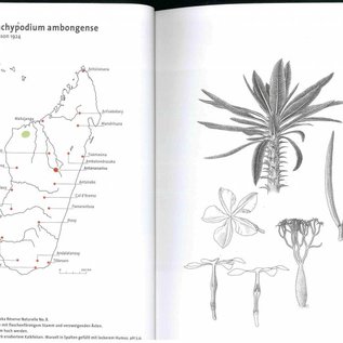 Pachypodium à Madagascar Walter Röösli