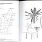 Pachypodium à Madagascar Walter Röösli