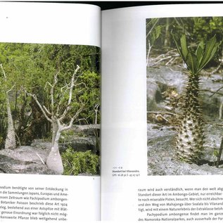 Pachypodium en Madagascar Walter Röösli