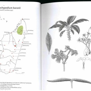 Pachypodium in Madagascar Walter Röösli