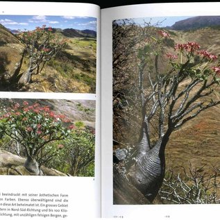 Pachypodium à Madagascar Walter Röösli