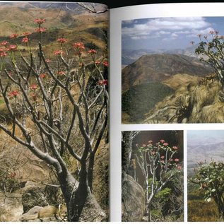 Pachypodium à Madagascar Walter Röösli