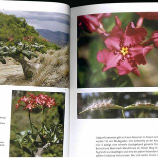 Pachypodium in Madagaskar Walter Röösli