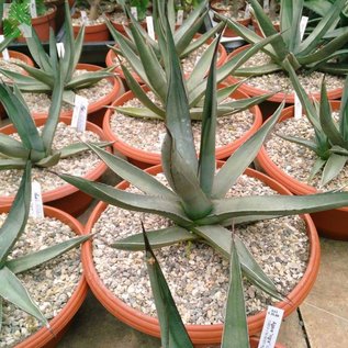 Agave cv. nigra