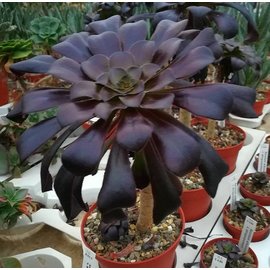 Aeonium arboreum v. atropurpureum cv. Schwarzkopf