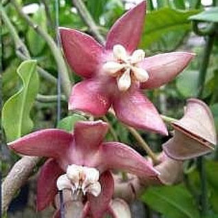 Hoya imperialis  cv. Pink Flower