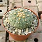 Astrophytum asterias      CITES, not outside EU