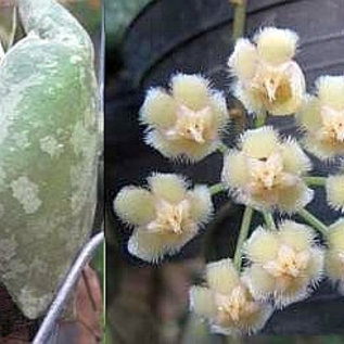 Hoya imbricata  GPS 3333