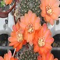 Rebutia buiningiana  WR 511 (syn. Aylostera)