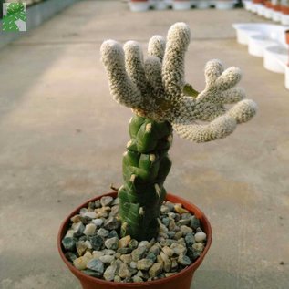 Austrocylindropuntia clavarioides  cv. albispina   gepfr. cristata