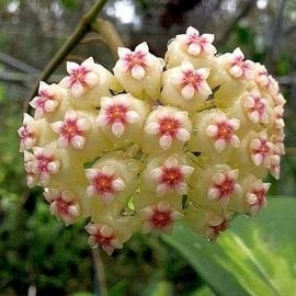 Hoya kerrii cv. Variegata