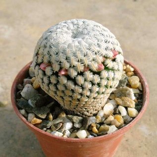 Mammillaria pectinifera      CITES, not outside EU