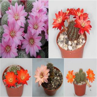 Surtido Rebutia