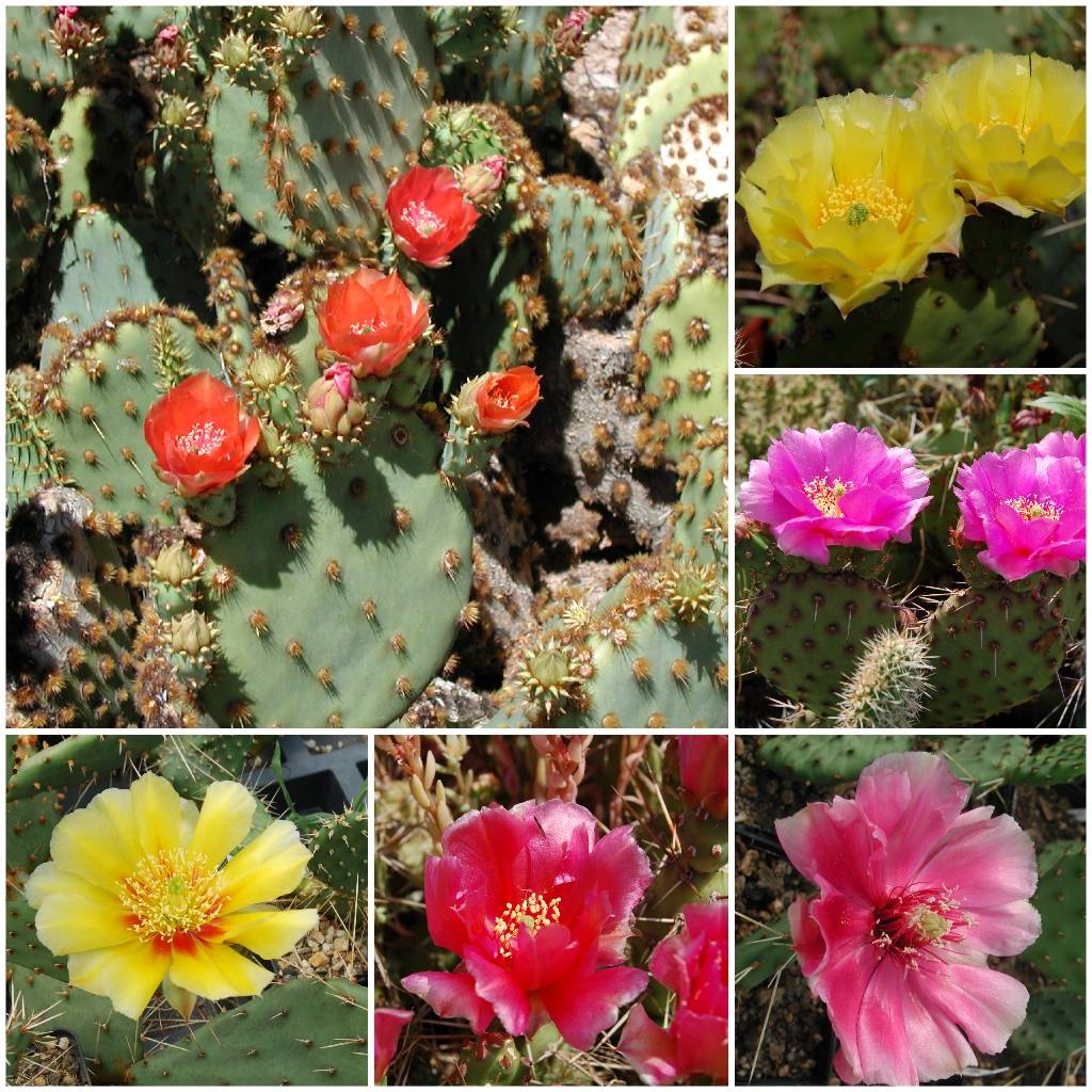 Opuntia gama Hardy - Uhlig Kakteen - Más que 5.000 especies diferentes