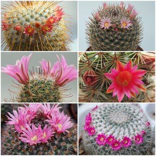 Sortiment Mammillaria