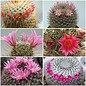 Gamma Mammillaria