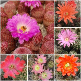 Assortment Echinocereus