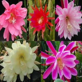 Epiphyllum híbridos gama