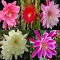 Epiphyllum gama-Hybr. hoja de cactus