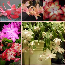 assortiment Schlumbergera