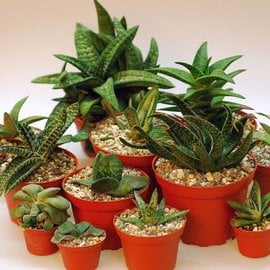 Gama Gasteria