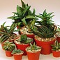 Sortiment Gasteria