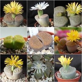 Lithops range