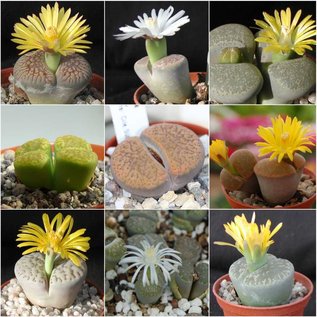 Gama Lithops