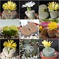 Gama Lithops