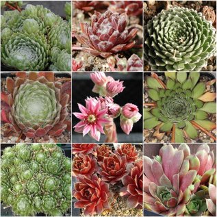 Surtido Sempervivum