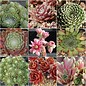 Assortiment Sempervivum