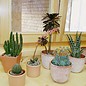 Pour la gamme de plantes succulentes windowsill