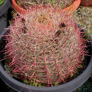 Ferocactus acanthodes   AZ, USA     (Seme)