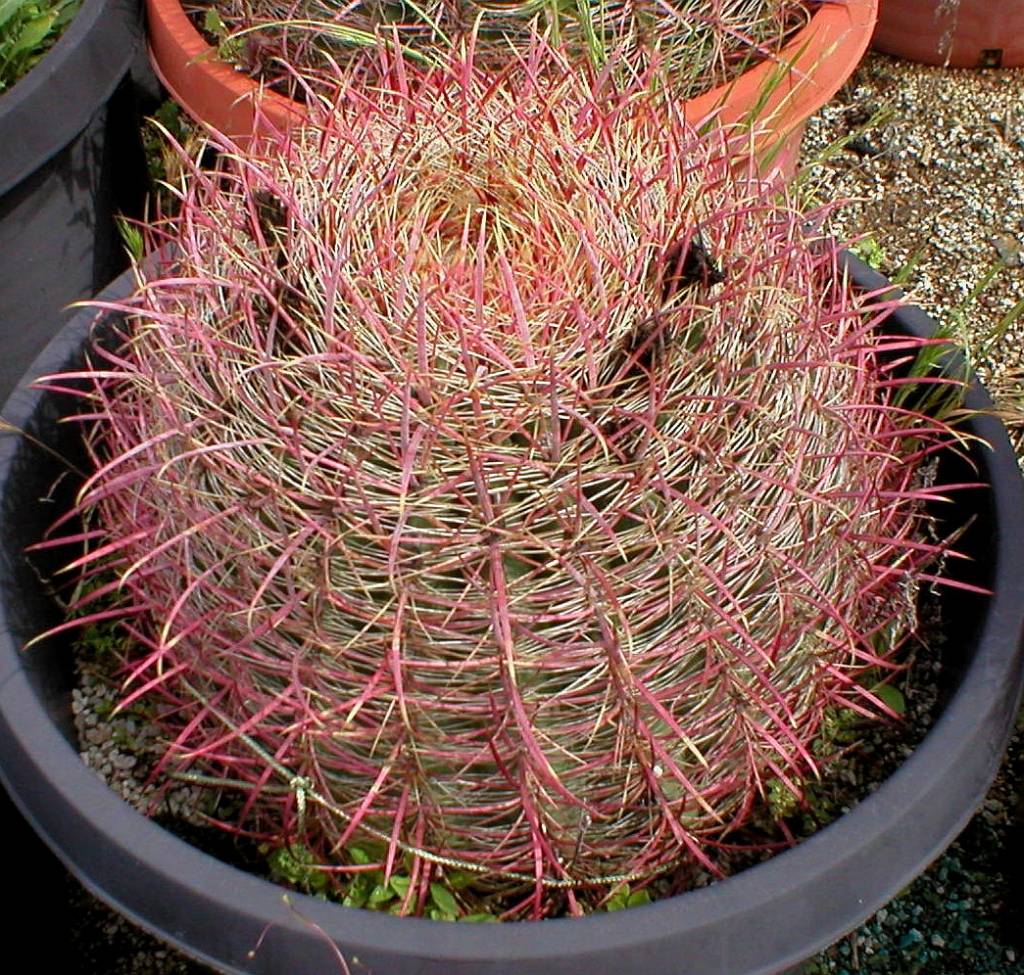 ferocactus seeds