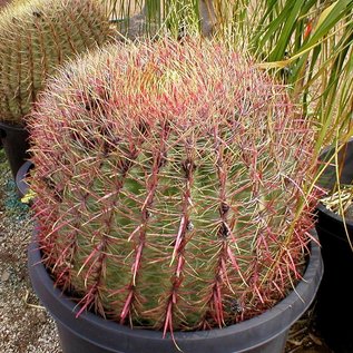 Ferocactus acanthodes   AZ, USA     (Semillas)