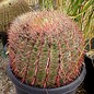 Ferocactus acanthodes   AZ, USA     (Seme)