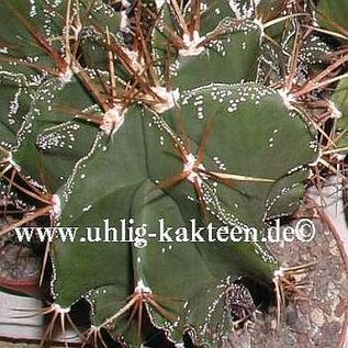 Astrophytum ornatum v. glabrescens