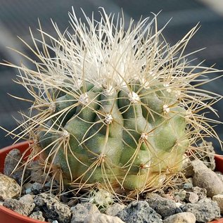 Copiapoa krainziana