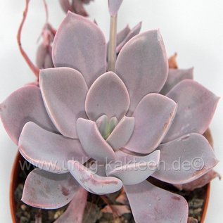 Graptoveria Debbie