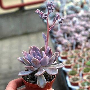 Graptoveria Debbie