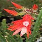 Disocactus schrankii v. stenopetalum  Durango -> Mazatlan