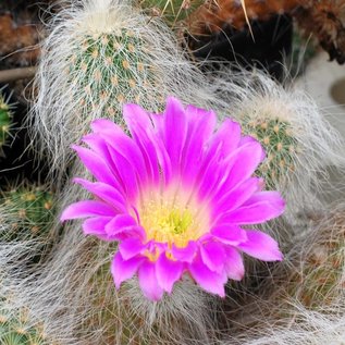 Echinocereus delaetii