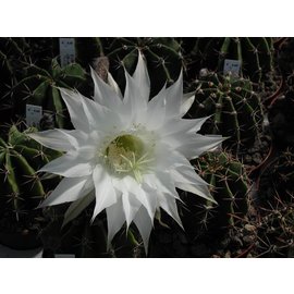 Echinopsis rhodotricha