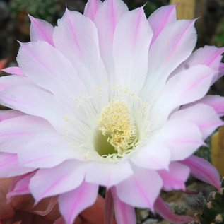 Echinopsis-Hybr. Anastasia Schick Hybride