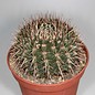 Notocactus submammulosus aff.