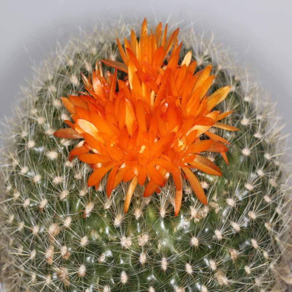 Brasilicactus haselbergii фото